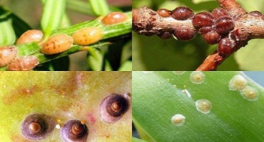 Jak se zbavit šupiny podobné čárce na jabloních lidovými a nechemickými prostředky